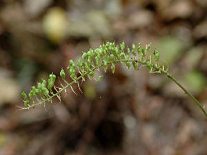 サラシナショウマ Cimicifuga simplex